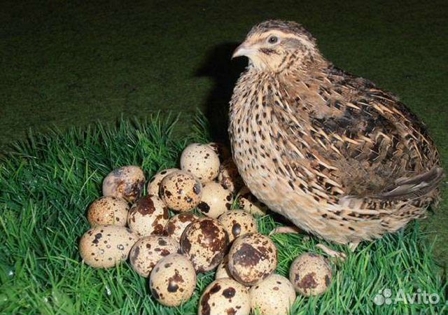 Перепелки для ваших животных