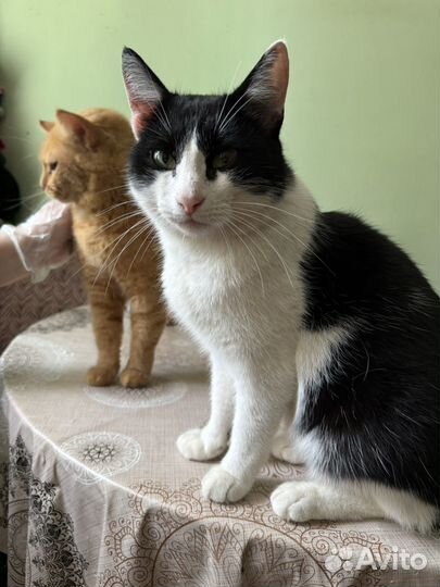 Коты в добрые руки