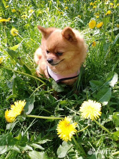 Получасовая фотосессия с рыжулей шпицем