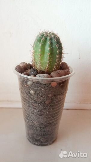 Кактус «Эхинопсис»