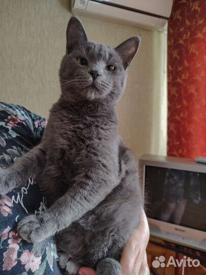 В добрые руки