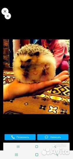 Кролик курица,утка, циплята,гусь,ежик в аренду