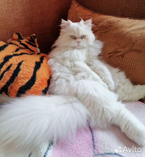 Персидский кот, вязка