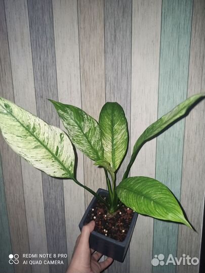 Спатифиллум Нью-Ван