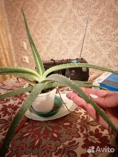 Алоэ лечебное
