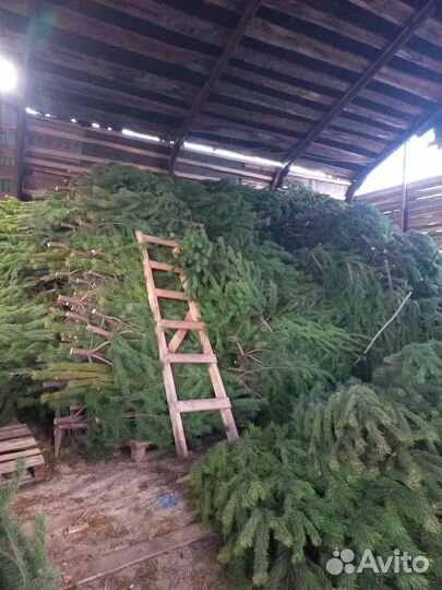 Сосна новогодняя оптом