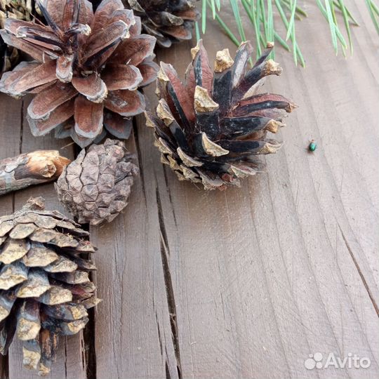 Шишки сосновые для творчества