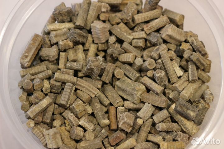 Стебли морских лилий