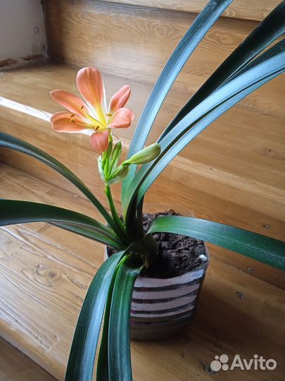 Комнатные цветы кливия и другие цветы