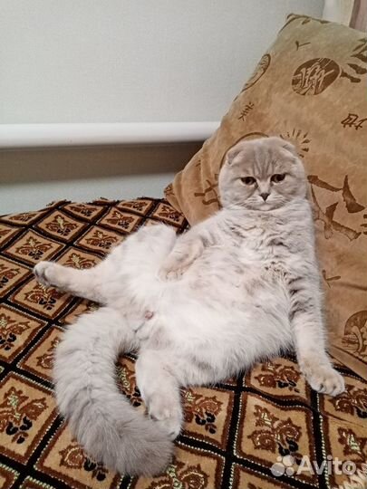 Вязка с шотландским котом