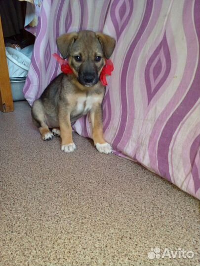 Щенок в добрые руки