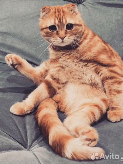 Шотландский кот вязка