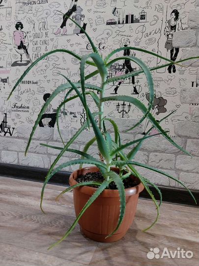 Алоэ лечебный