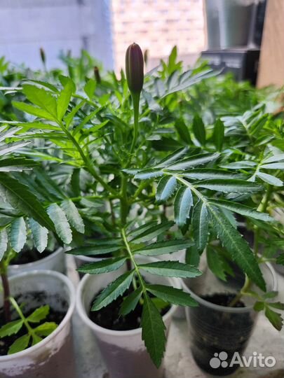 Рассада цветов бархатцы