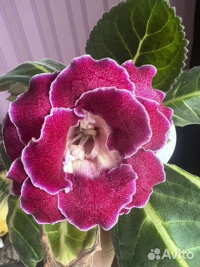 Глоксиния 5 шт. 250