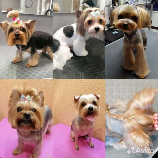 Грумер, стрижка собак, кошек