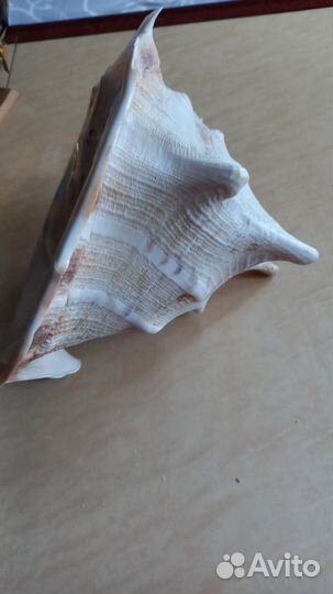 Морская раковина Ламбис