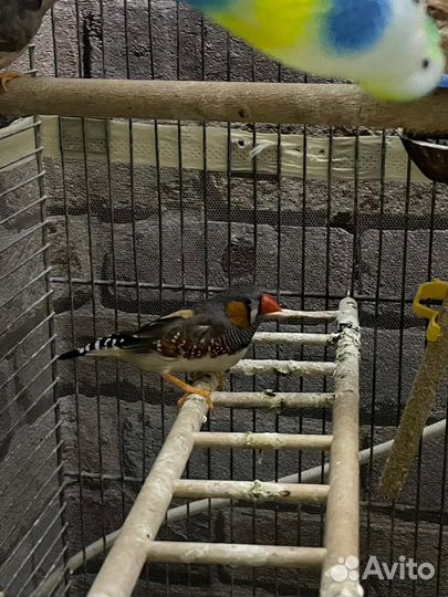Попугай корелла и 2 амадины