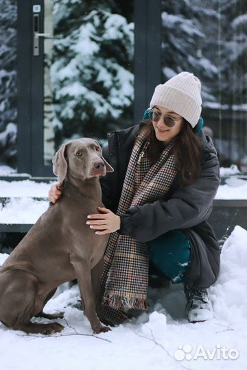 Собака для фотосессии