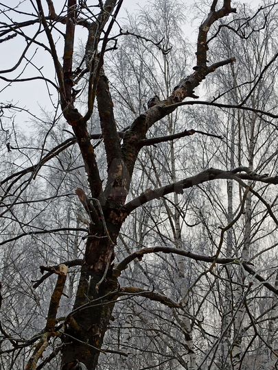 Участок 5,9 га (СНТ, ДНП)