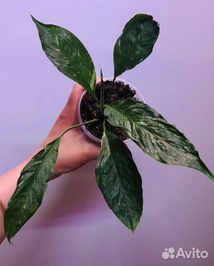 Спатифиллум Джемени