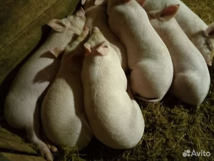 Поросята