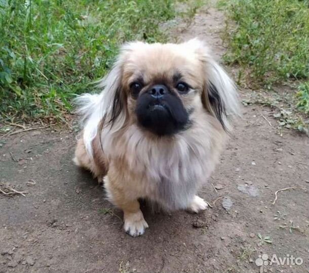 Вязка пекинес