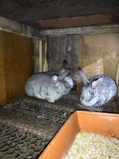 Кролики, крольчата