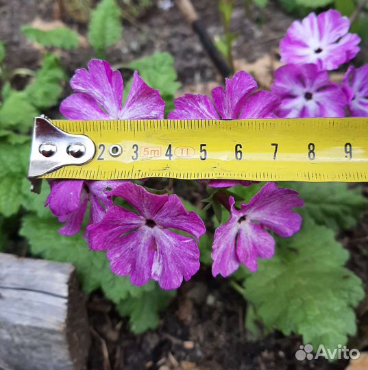 Садовые цветы многолетники