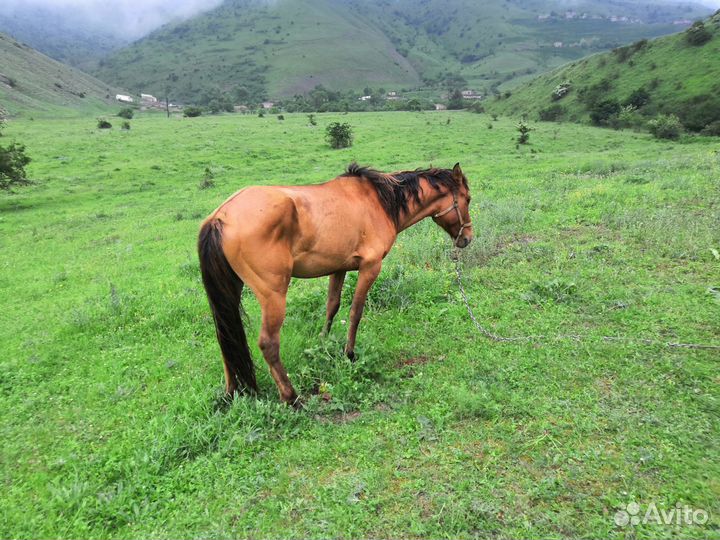 Лошадь жеребец