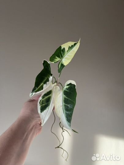 Сингониум Т 25