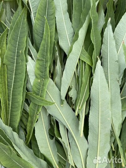 Иван-чай, листовой, свежий урожай