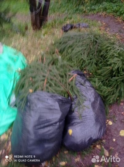 Лапник еловый