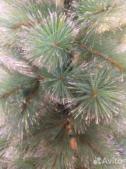 Ель искусственная литая 180 см