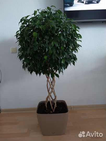 Фикус бенджамина