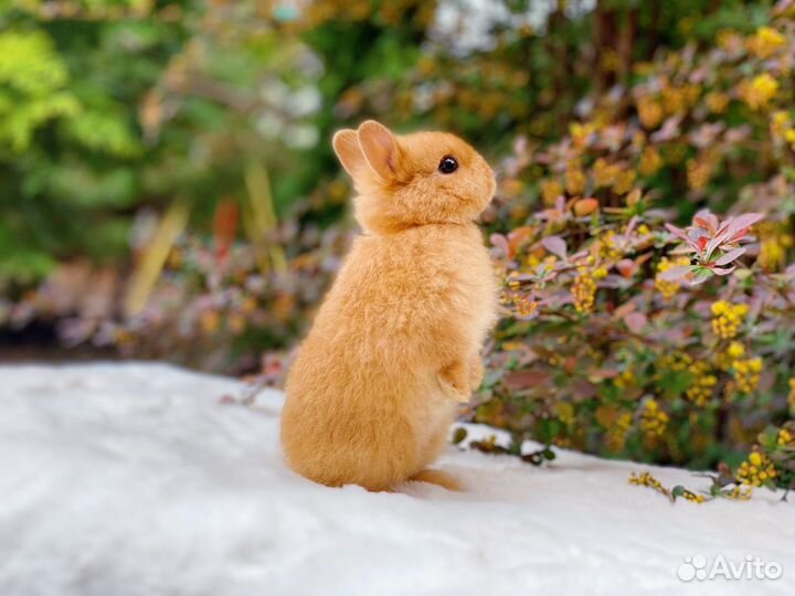 Крольчата с блестящей шерстью, сатины