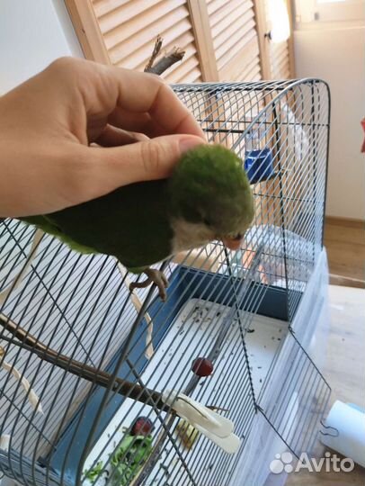 Попугай монах квакер калита