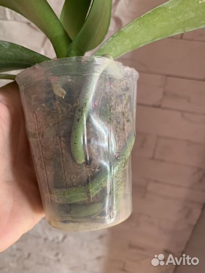 Орхидея Черный леопард