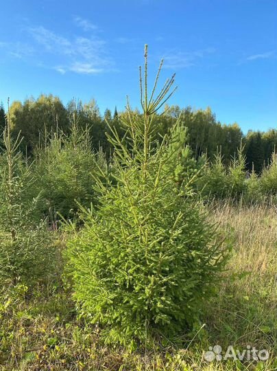 Елки новогоднии оптом