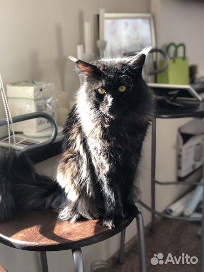 Кот мейн-кун для вязки