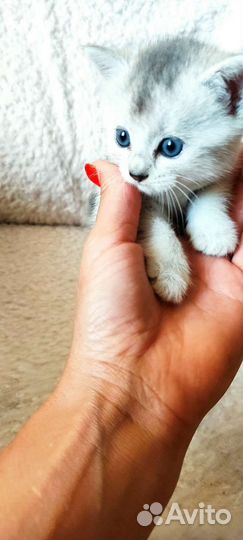 Британская серебристая шиншилла