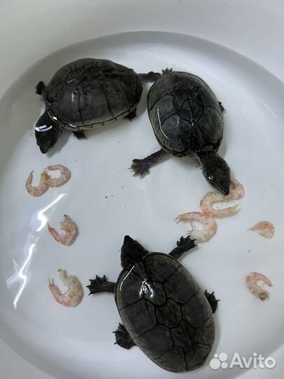 Мускусные черепашки с наполненым аквариумом