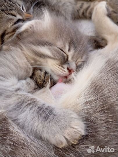 Отдаем котика