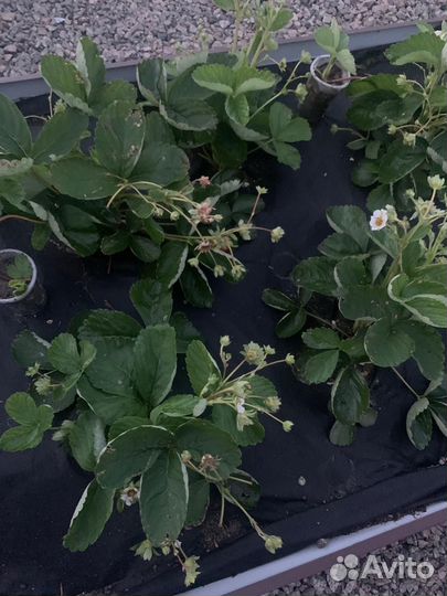 Рассада клубники