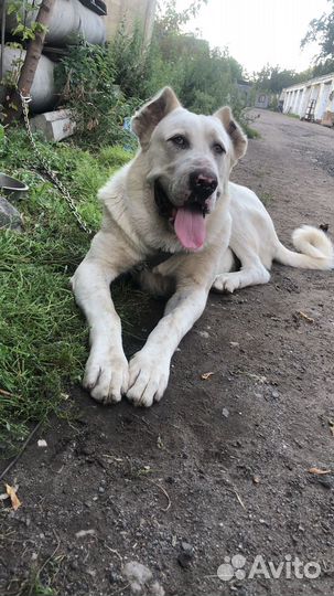 Среднеазиатская овчарка