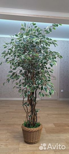 Бенджамин искусственный манго