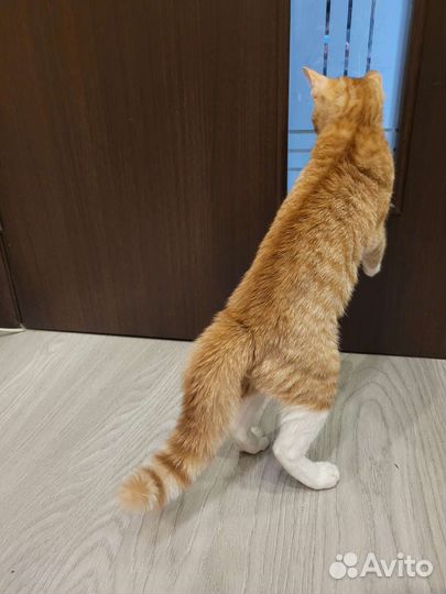 Кот в дар бесплато