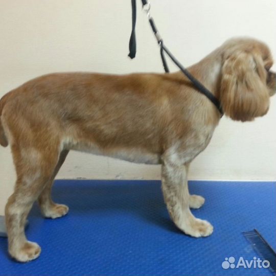 Груминг с выездом на дом. юао