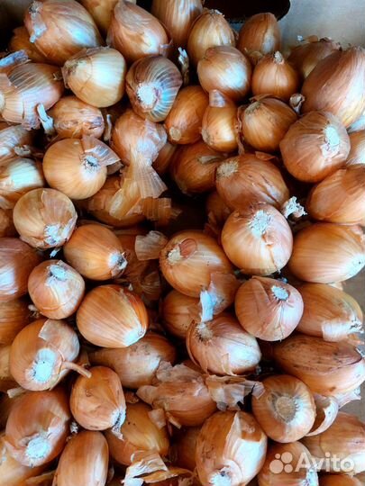 Лук на перо