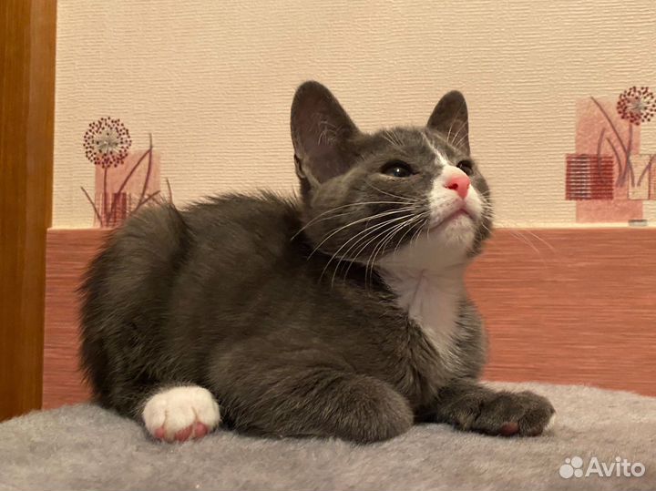 Котенок в добрые руки бесплатно